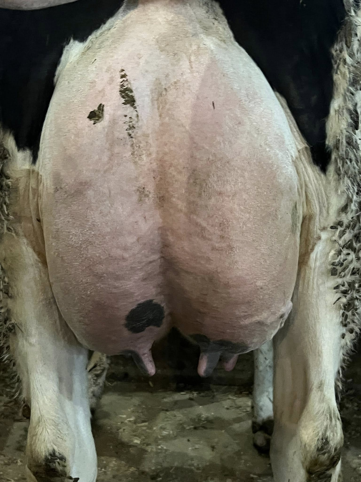 Dairy Sale at the Fraley Complex