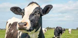 Riss-Dale Farm Complete Holstein Herd Dispersal