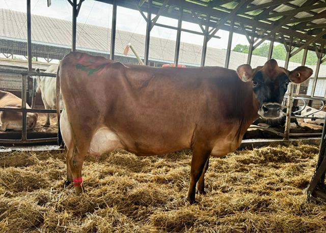 Dawn & Dusk Farm Herd Dispersal