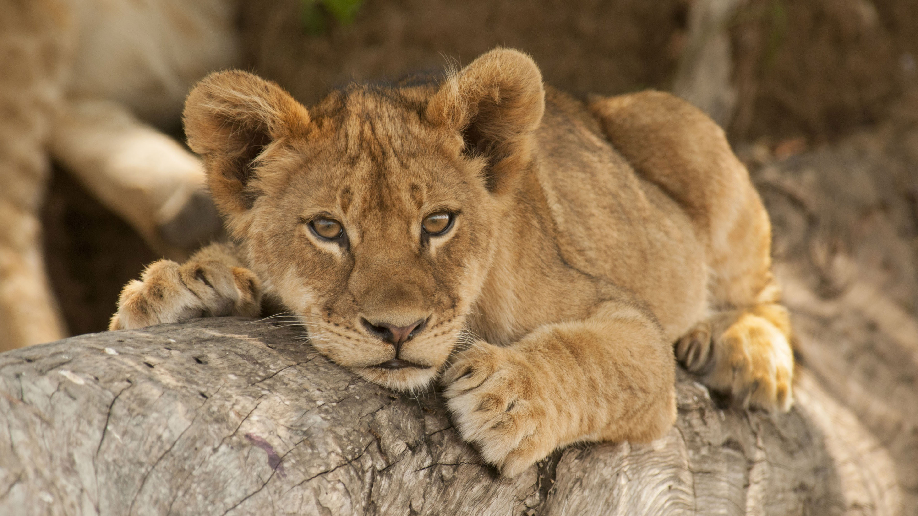 February Timed Online Horse Auction