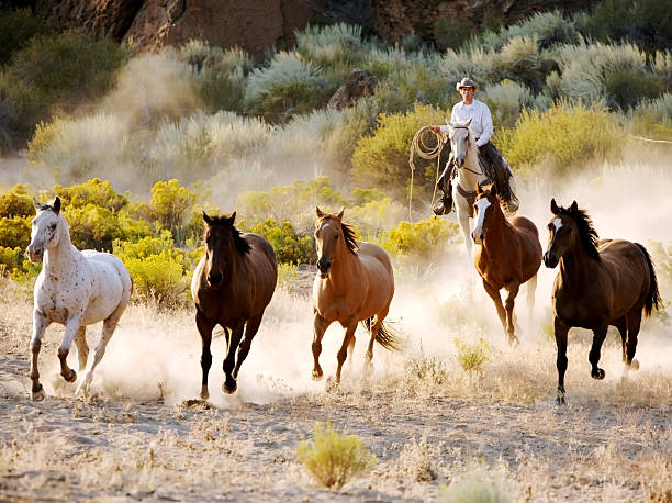 October Horse Sale