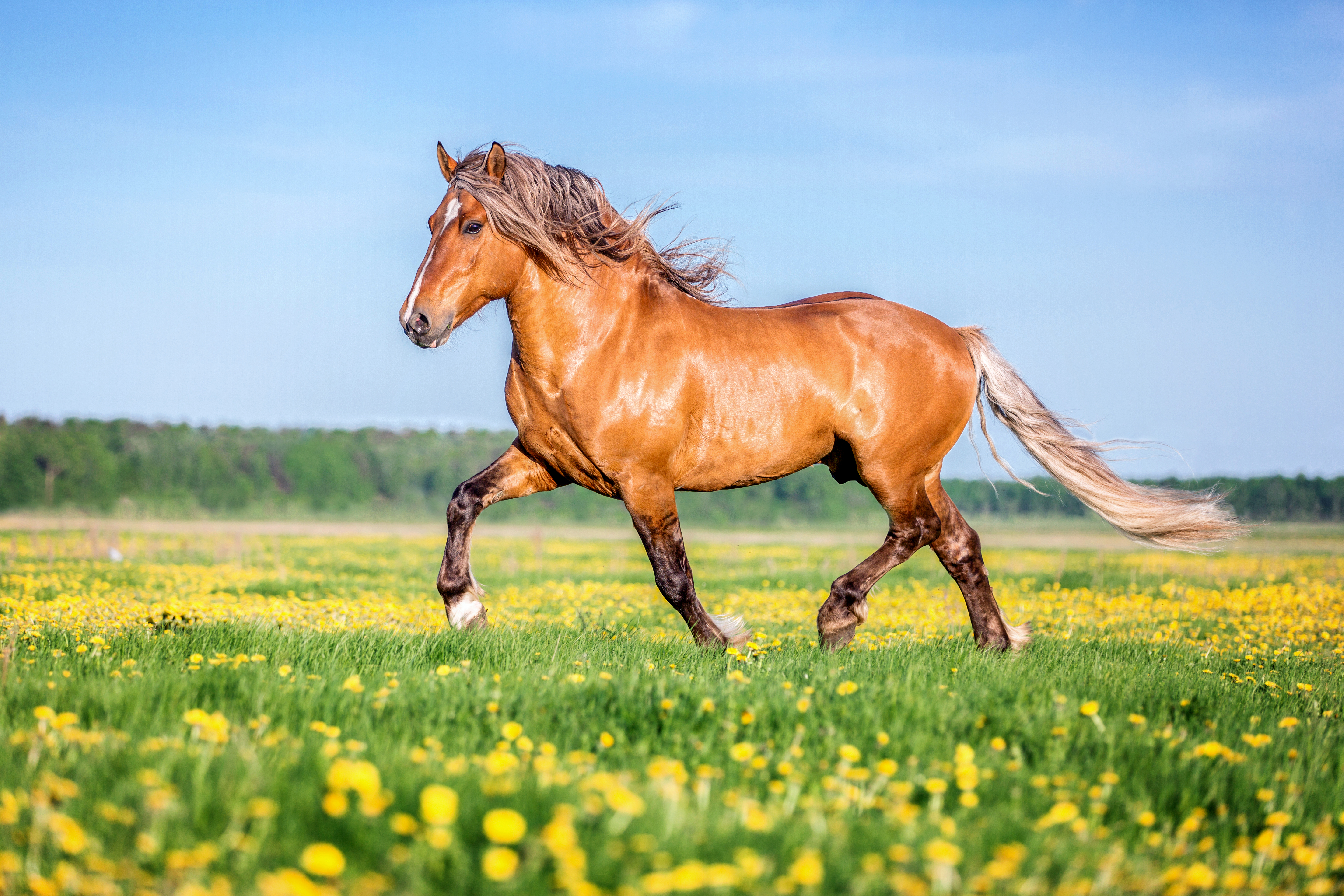 May Horse Auction