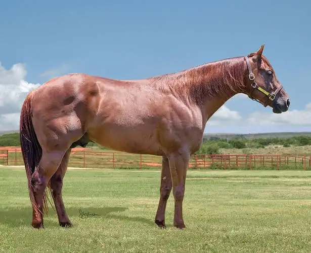 June Horse Sale