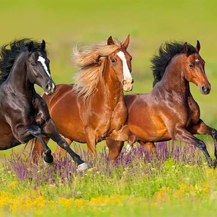 September Horse Sale